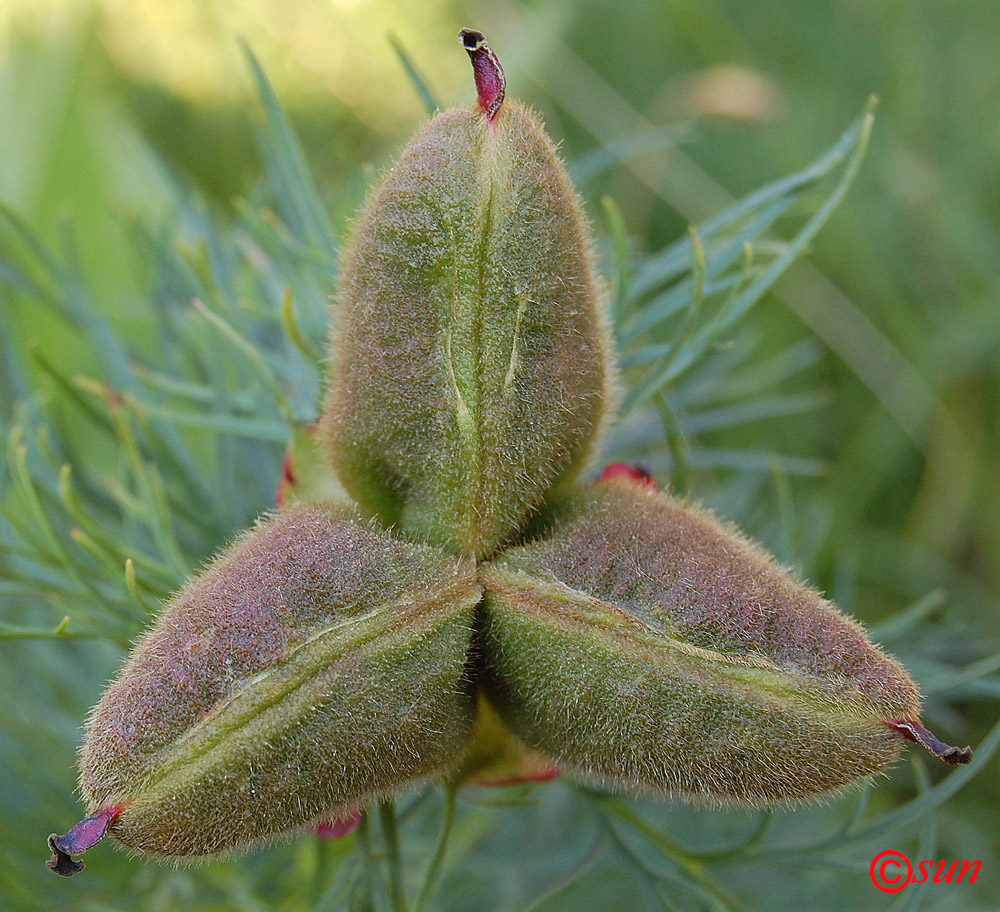 Изображение особи Paeonia tenuifolia.