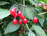 Solanum dulcamara. Зрелые плоды и листья. Украина, Волынская обл., Ратновский р-н, с. Залухов, берег озера Святое. 8 августа 2009 г.