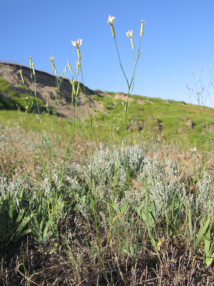 Изображение особи Dianthus elongatus.