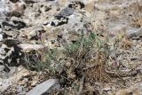 Rhaphidophyton regelii. Цветущее растение. Южный Казахстан, горы Алатау (Даубаба), Восточное ущелье. 14.06.2014.