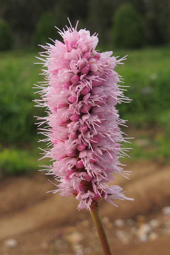 Image of Bistorta carnea specimen.