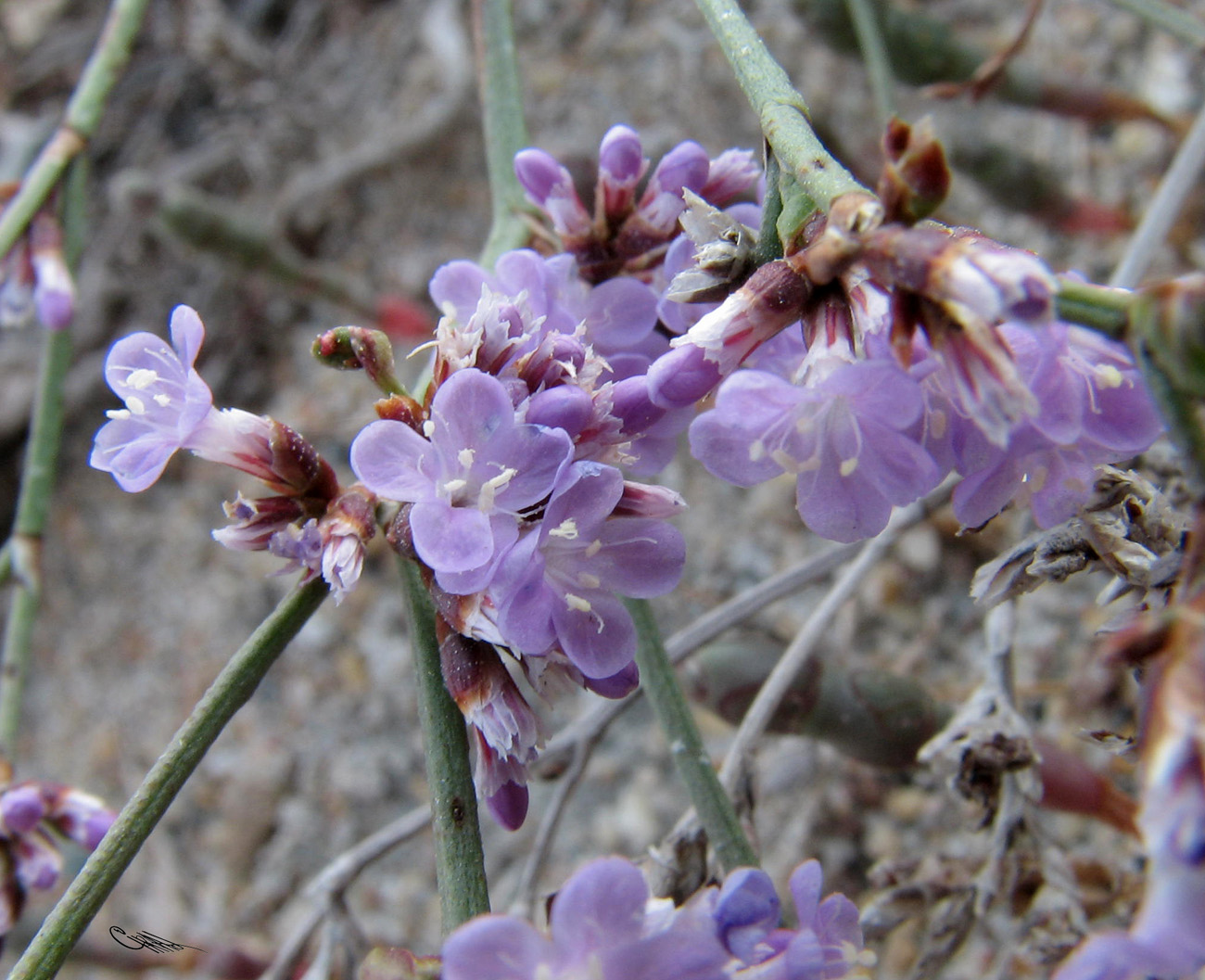 Изображение особи Limonium &times; erectiflorum.