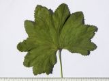 Alchemilla persica