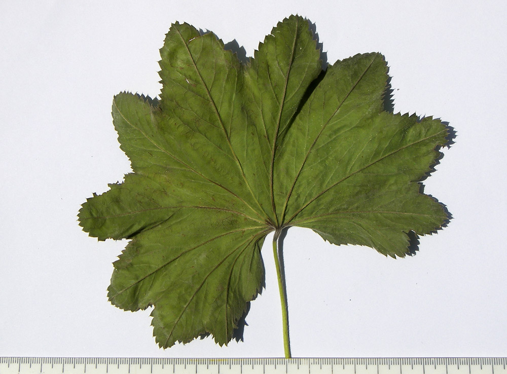 Image of Alchemilla persica specimen.