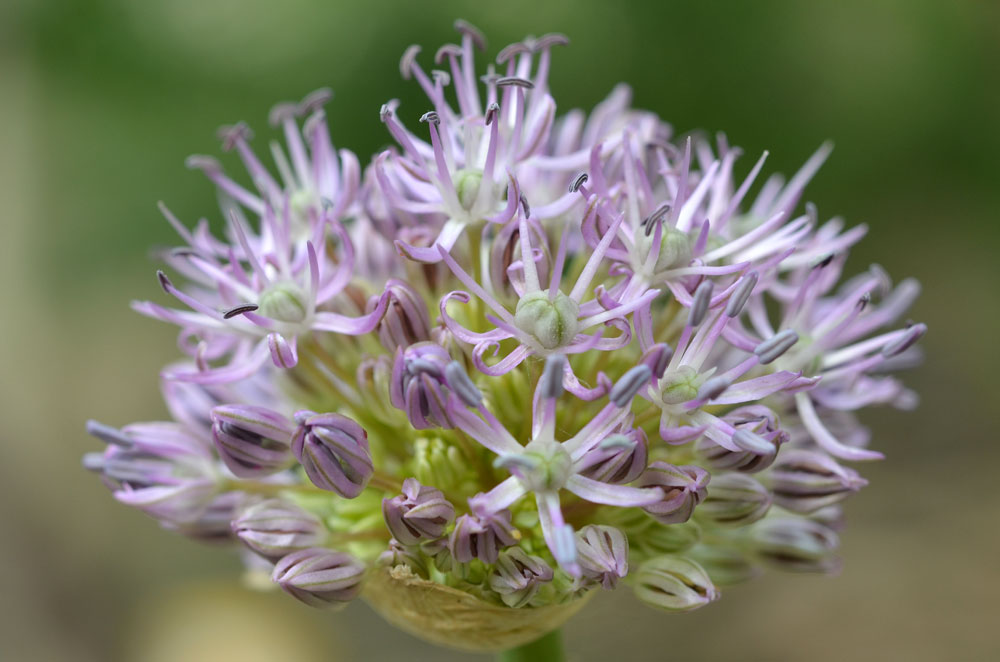 Изображение особи Allium bekeczalicum.