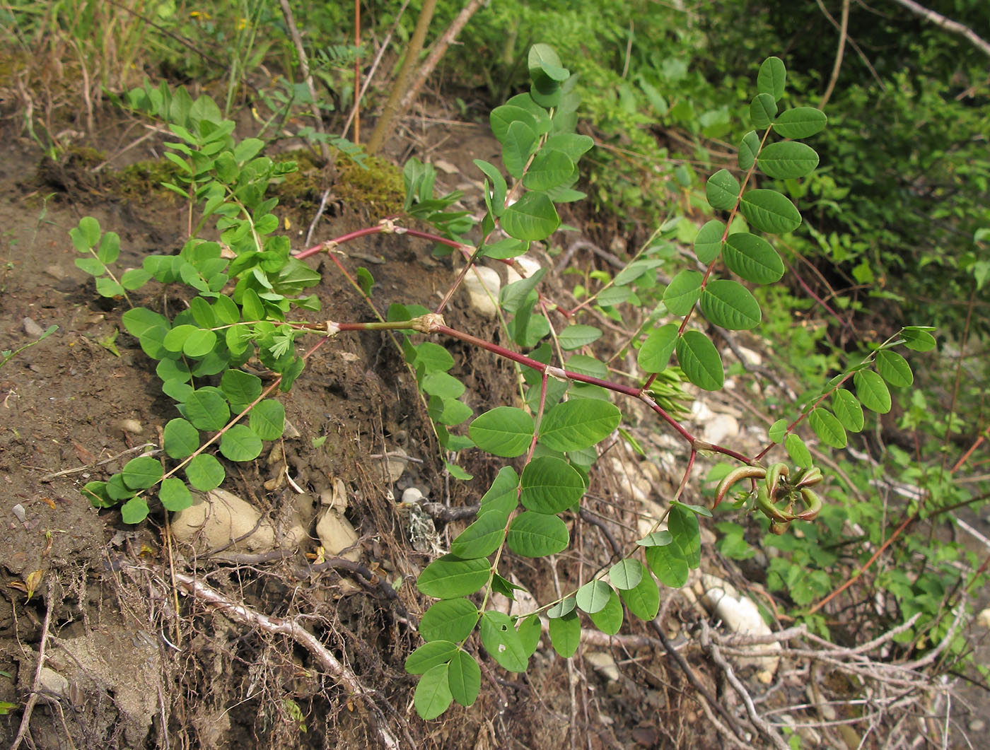 Изображение особи Astragalus glycyphyllos.