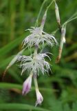 Dianthus superbus