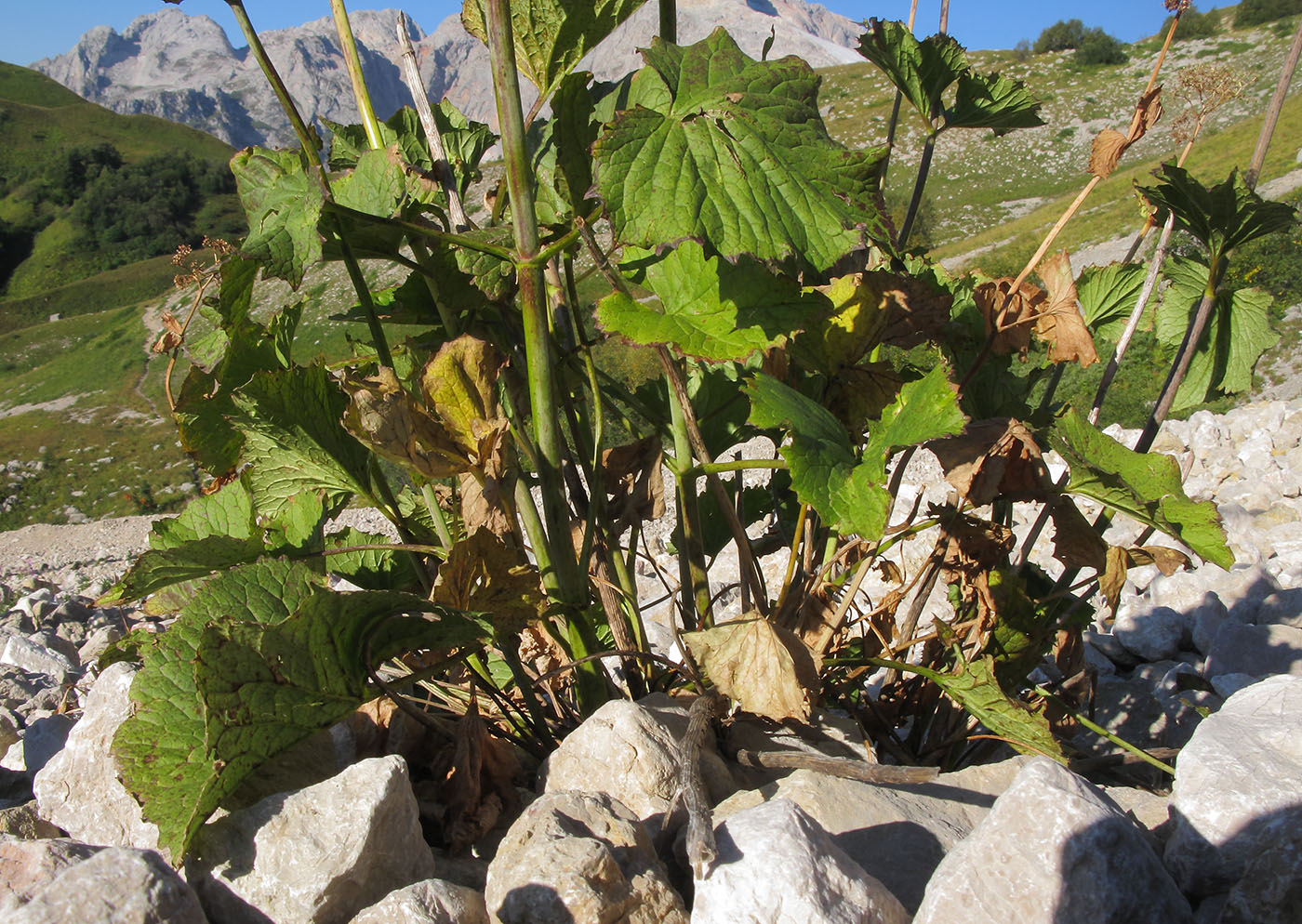 Изображение особи Valeriana alliariifolia.