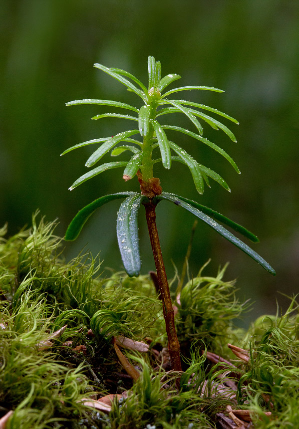 Image of Abies sibirica specimen.