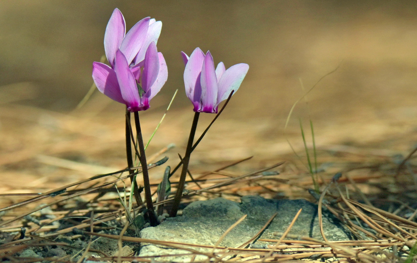 Image of Cyclamen graecum ssp. anatolicum specimen.