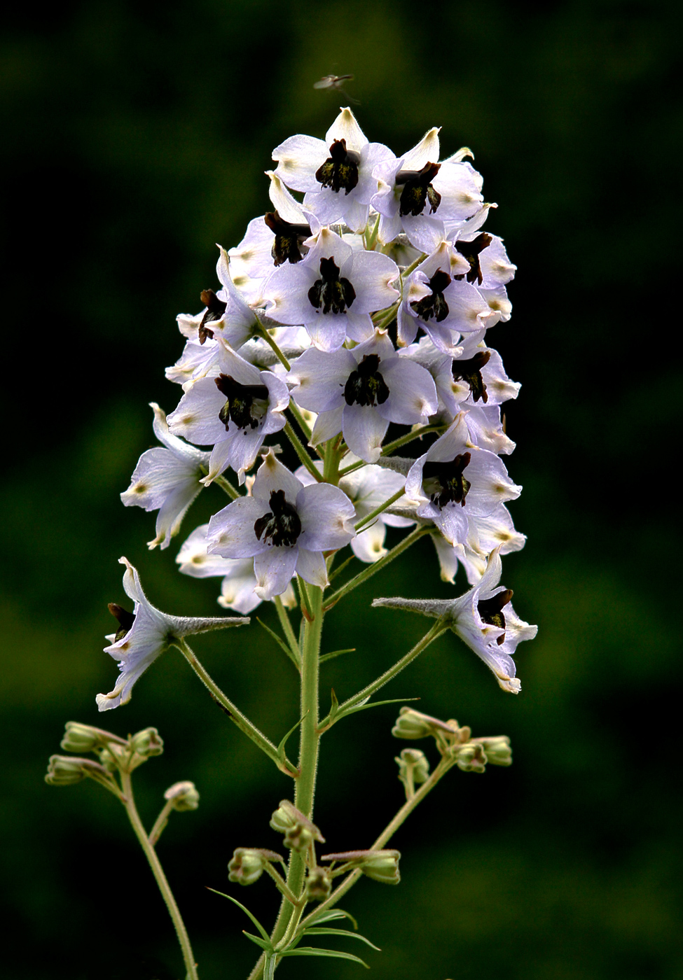 Image of Delphinium flexuosum specimen.