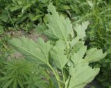 Chenopodium album