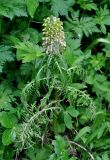 Pedicularis wilhelmsiana