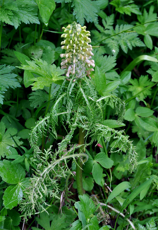 Image of Pedicularis wilhelmsiana specimen.