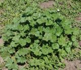 Malva pusilla
