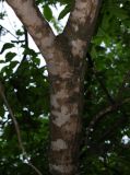 Fraxinus rhynchophylla