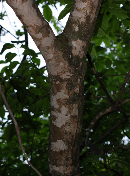 Изображение особи Fraxinus rhynchophylla.