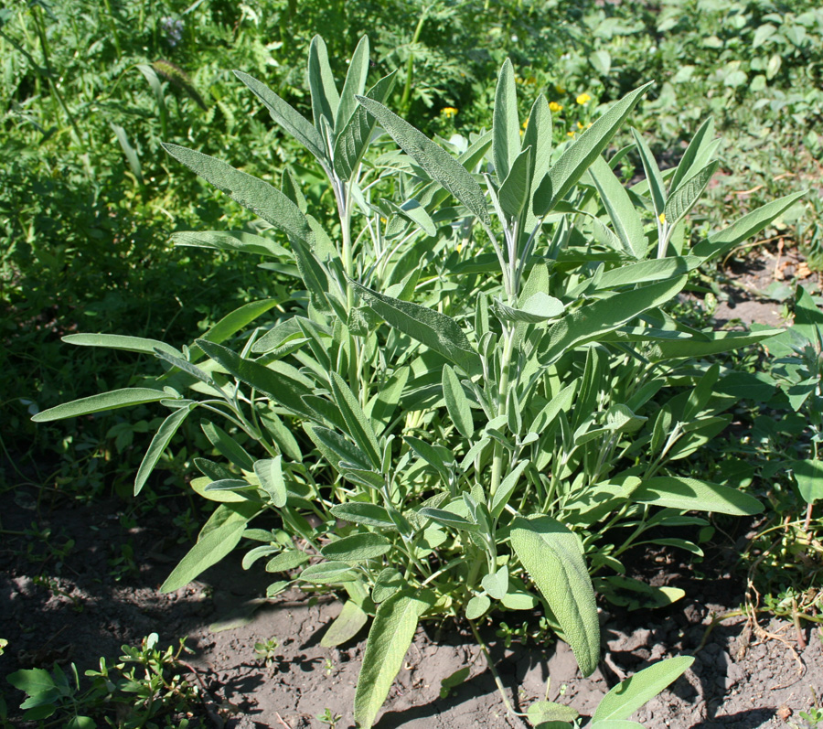 Image of Salvia officinalis specimen.