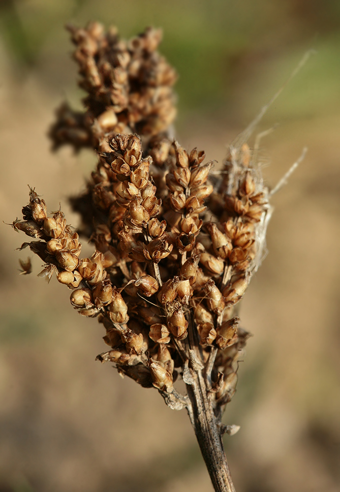 Изображение особи Plantago major.