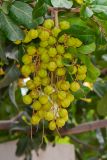 Cupaniopsis anacardioides