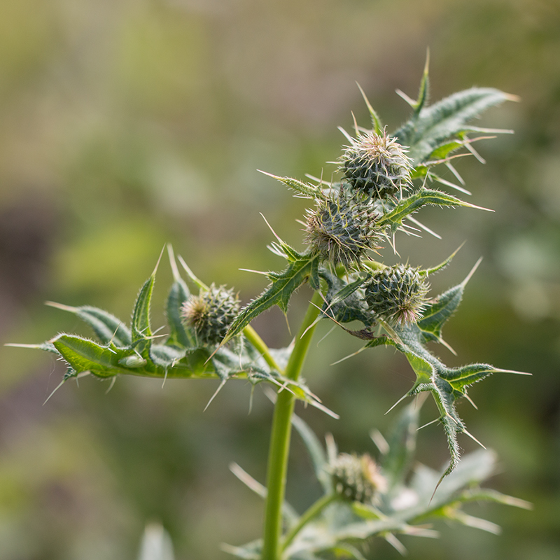 Image of Cirsium chlorocomos specimen.