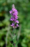 Lythrum salicaria. Верхушка побега с соцветием. Приморье, Хасанский р-н, остров Фуругельма, опушка широколиственного леса, берег ручья. 16.08.2015.