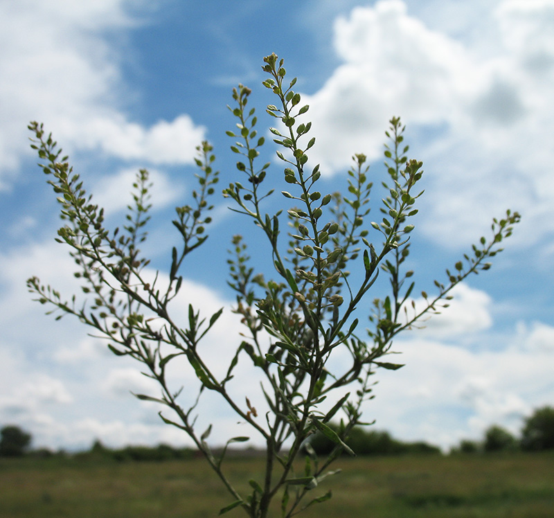 Изображение особи Lepidium ruderale.