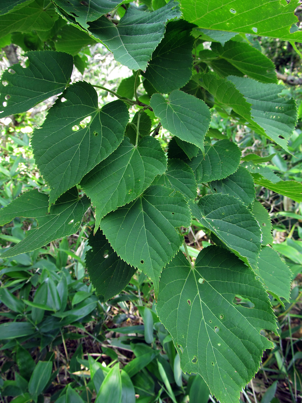 Image of Tilia maximowicziana specimen.