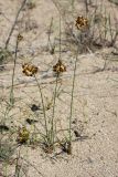 Carex physodes