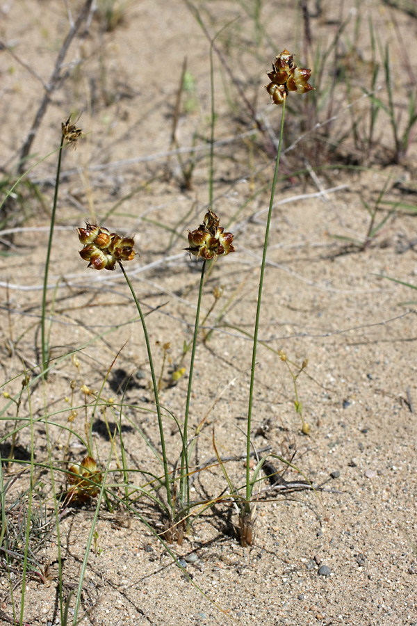 Image of Carex physodes specimen.