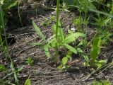 Ranunculus pedatus