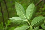 Rosa corymbifera