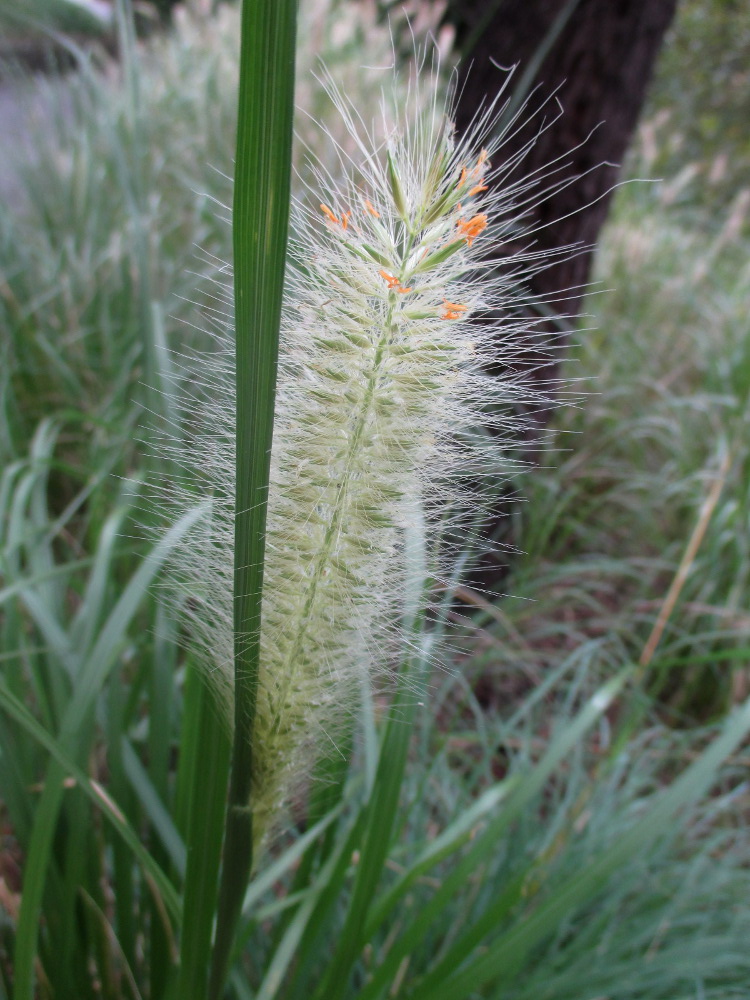 Image of familia Poaceae specimen.