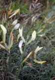 Astragalus pseudotataricus