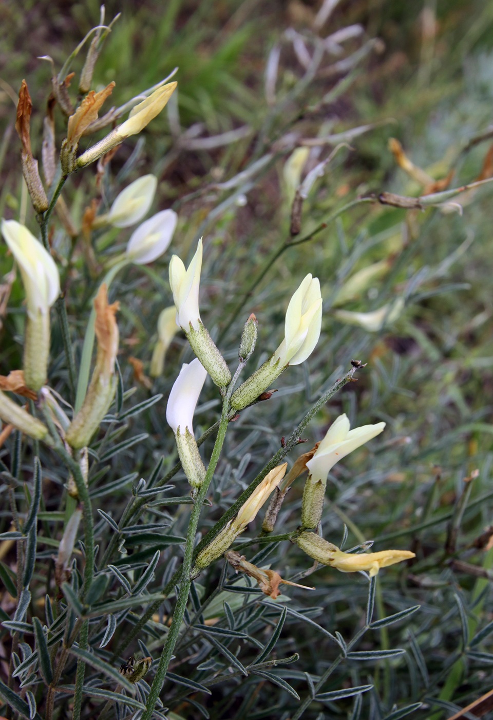 Image of Astragalus pseudotataricus specimen.