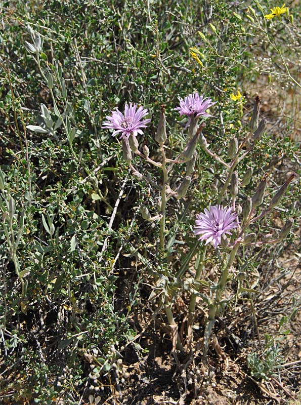 Изображение особи Lactuca tuberosa.