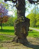 Quercus robur. Нижняя часть ствола с наростами. Москва, Главный ботанический сад им. Н.В. Цицина. Май 2016 г.