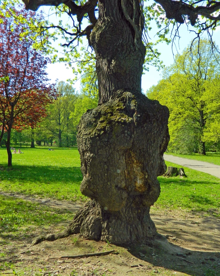 Image of Quercus robur specimen.