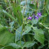 Solanum dulcamara. Часть побега с соцветием. Беларусь, Минская обл., Минский р-н, окр. агрогородка Ждановичи, луг у водохранилища Дрозды. 18.06.2016.