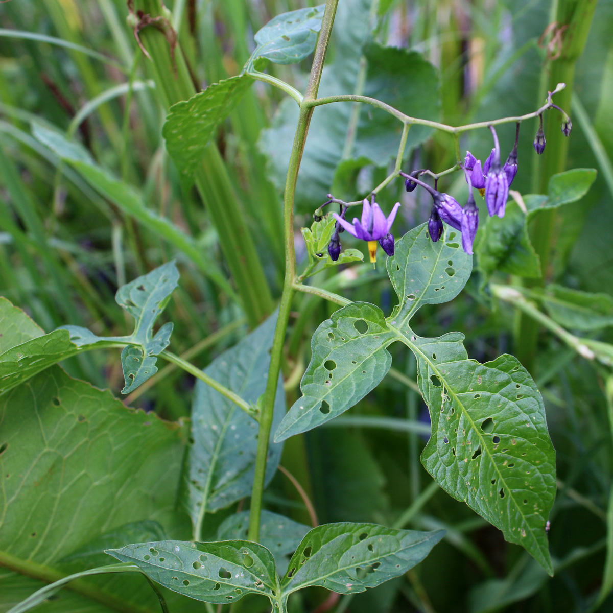 Image of Solanum dulcamara specimen.