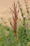 Bromopsis inermis. Соцветие. Ростовская обл., Неклиновский р-н, Самбекское с/п, дол. р. Самбек, у дороги. 24.06.2016.
