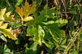 Heracleum sibiricum