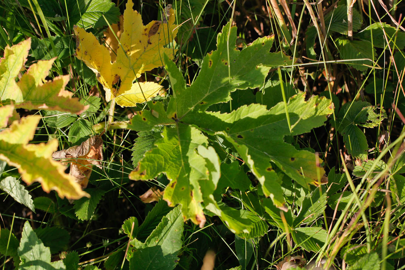 Image of Heracleum sibiricum specimen.