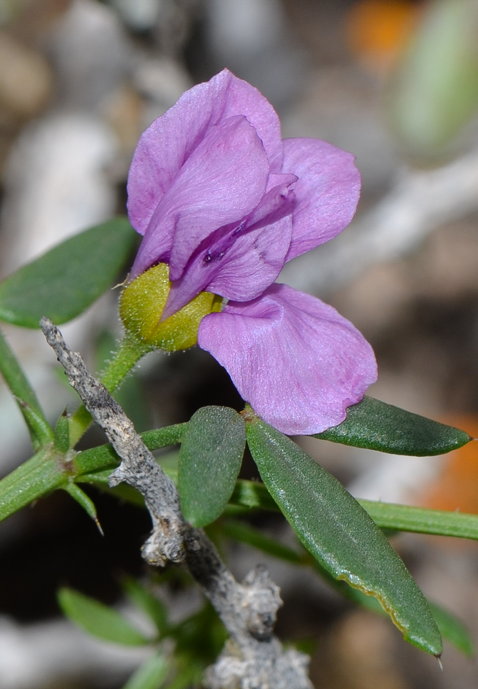 Image of Fagonia cretica specimen.