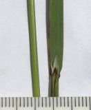 Helictotrichon armeniacum
