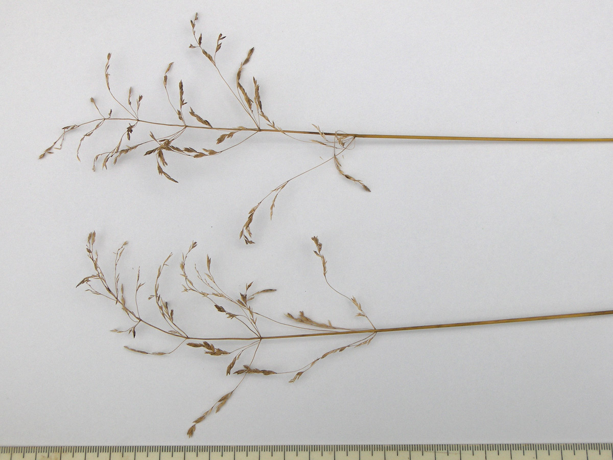 Изображение особи Festuca pratensis.