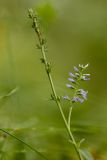 genus Veronica. Верхушка побега с соцветием. Ростовская обл., Аксайский р-н, окр. хут. Александровка. 24.07.2016.