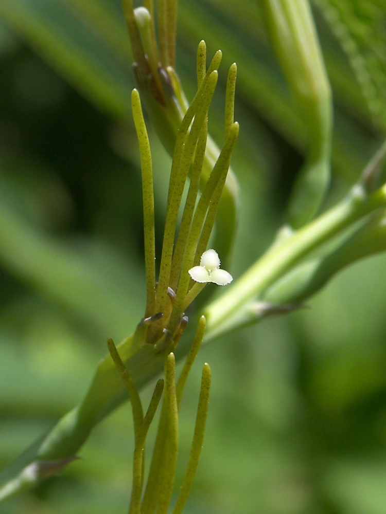 Image of Manfreda virginica specimen.