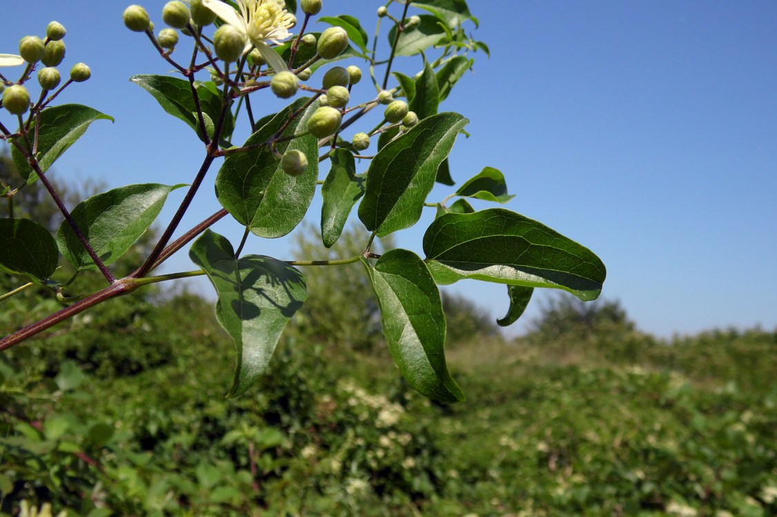 Image of Clematis vitalba specimen.