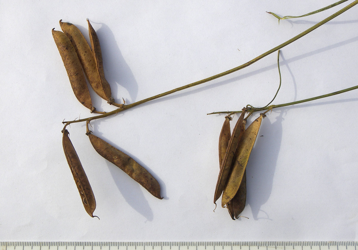 Image of Lathyrus miniatus specimen.